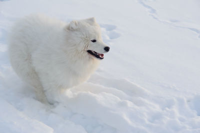 High angle view of dog on snow