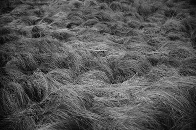 Full frame shot of rice field