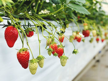 Close-up of berries growing on plant