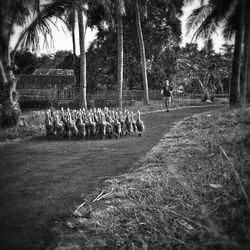 Palm trees in park