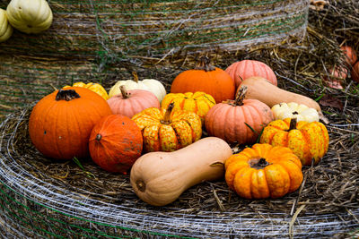 Pumpkins on field during autumn