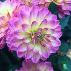 Close-up of pink dahlia blooming outdoors