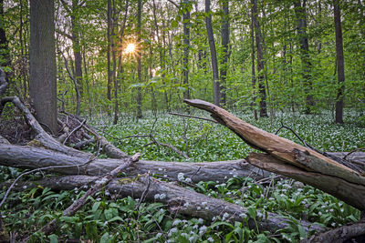 Fallen tree in forest