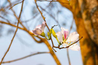 Close-up of cherry blossom