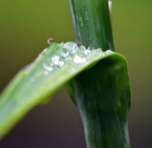 Close-up of water drops on leaf