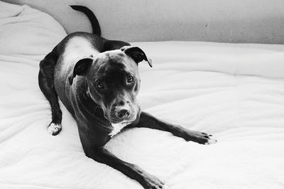 Portrait of dog relaxing on bed at home