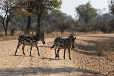 Two zebras on the road