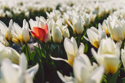 Close-up of white flowering plants on field