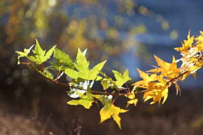 Close-up of yellow leaves on plant during autumn