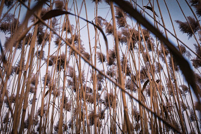 Low angle view of bamboo plants against sky