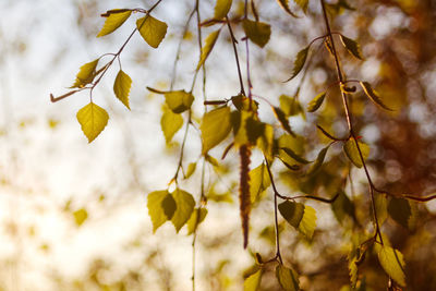Close-up of plant against blurred background