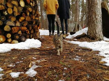 Low section of person on log in winter