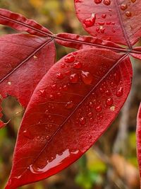 Close-up of raindrops on leaves