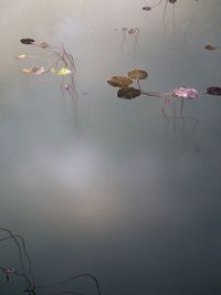 Close-up of jellyfish against sky