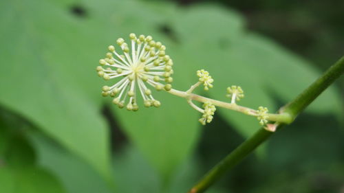 Close-up of flower against blurred background