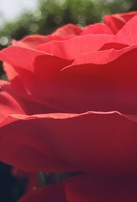 Close-up of red rose flower