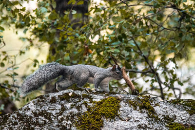 Close-up of cat on rock