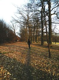 Bare trees in park