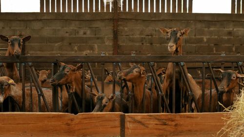 Goats by fence at farm