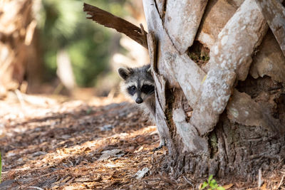 Curious young raccoon procyon lotor hiding near a tree of bonita springs, florida.