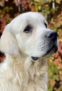 Close-up of dog looking away