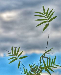 Close-up of palm tree against sky
