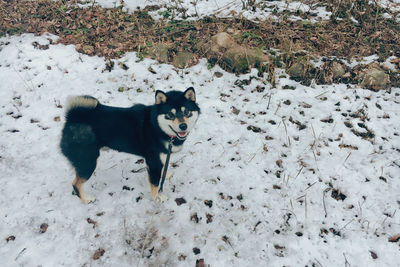 Dog standing on snow covered land