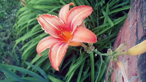 Close-up of day lily blooming outdoors