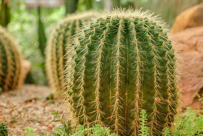 Close-up of succulent plant on field