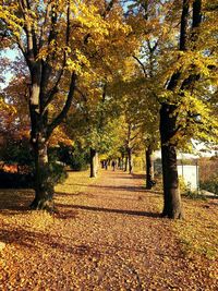 Trees in park