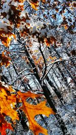 Full frame shot of autumn leaves