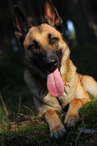 Portrait of dog sticking out tongue while sitting on field