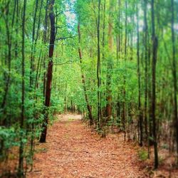 Footpath passing through forest