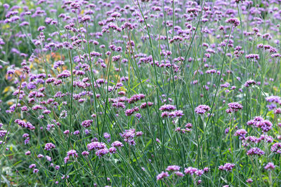 Purple verbena flowers blooming in the botanical garden.