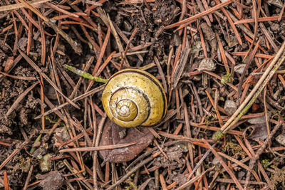 High angle view of snail on leaf