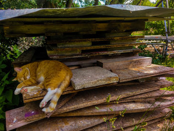 Cat sitting on wooden logs