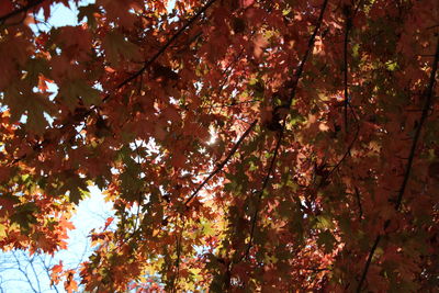 Low angle view of trees