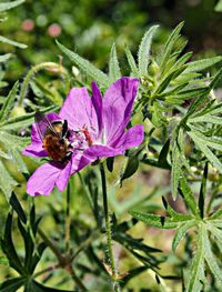 Close-up of bee on purple flower