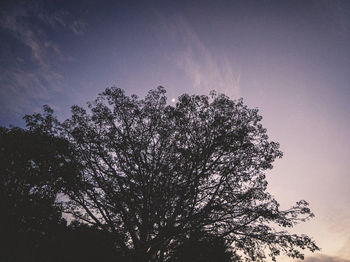 Low angle view of silhouette tree against sky