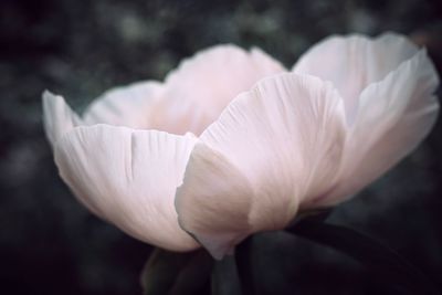 Close-up of white flowering plant