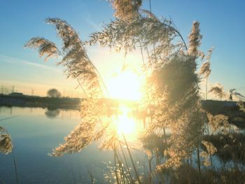 Close-up of plants against river at sunset