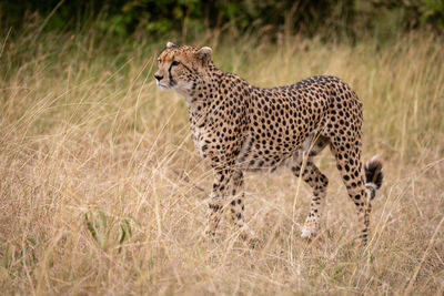 Cheetah standing on field in zoo