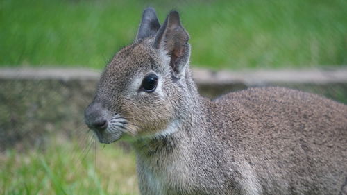 Close-up of rabbit on field