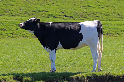 Cow grazing on field