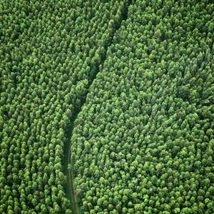 Full frame shot of plants growing on field