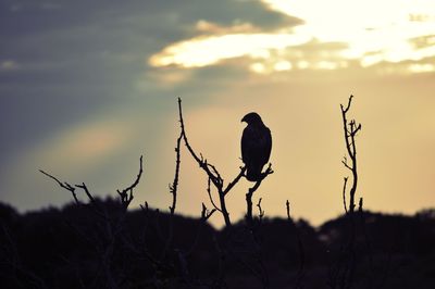 Silhouette bird perching on tree against sky during sunset