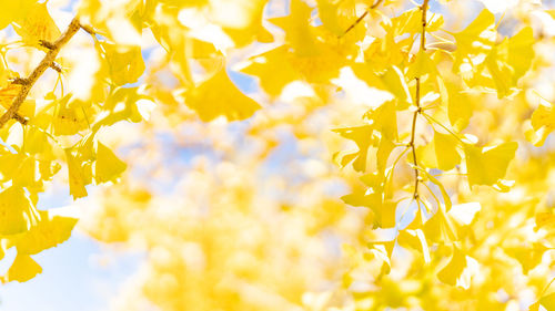 Close-up of yellow flowering plant