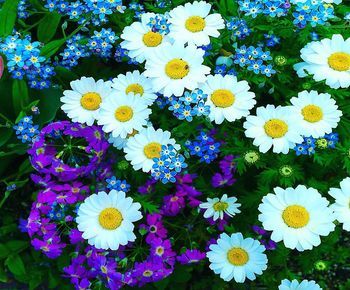 High angle view of purple daisy flowers