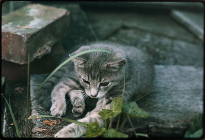 View of cat hiding