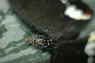 Close-up of spider